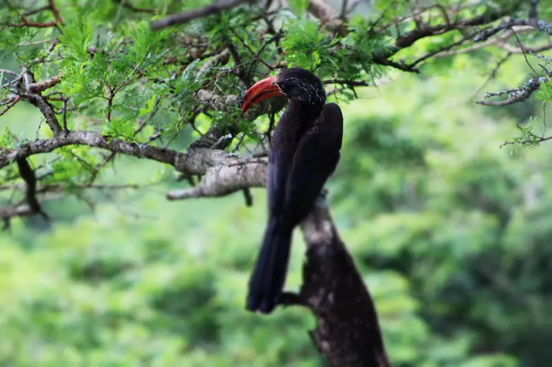 A hornbill in the forest