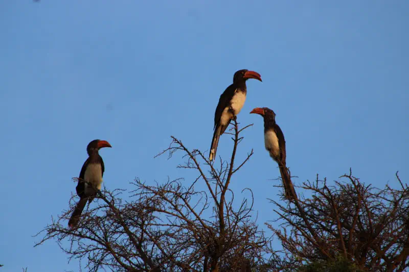 Hornbills