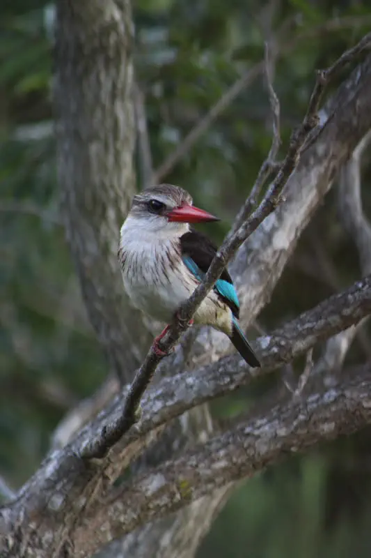 A kingfisher