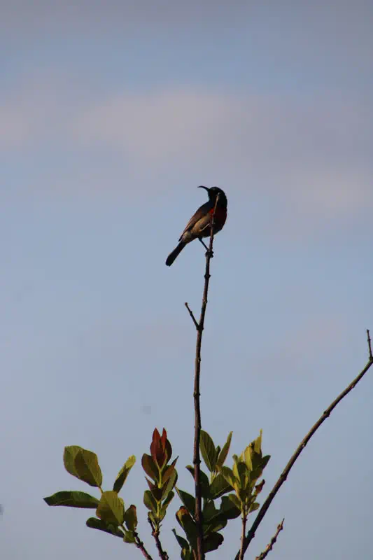 A sunbird