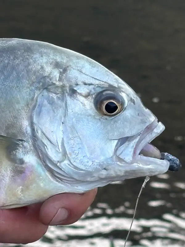 Close up on the catch