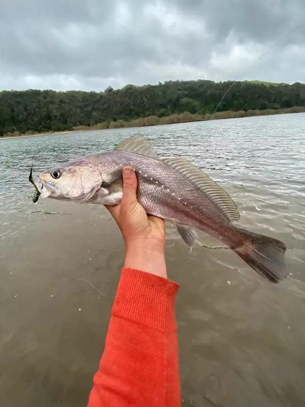 Another kob from the river