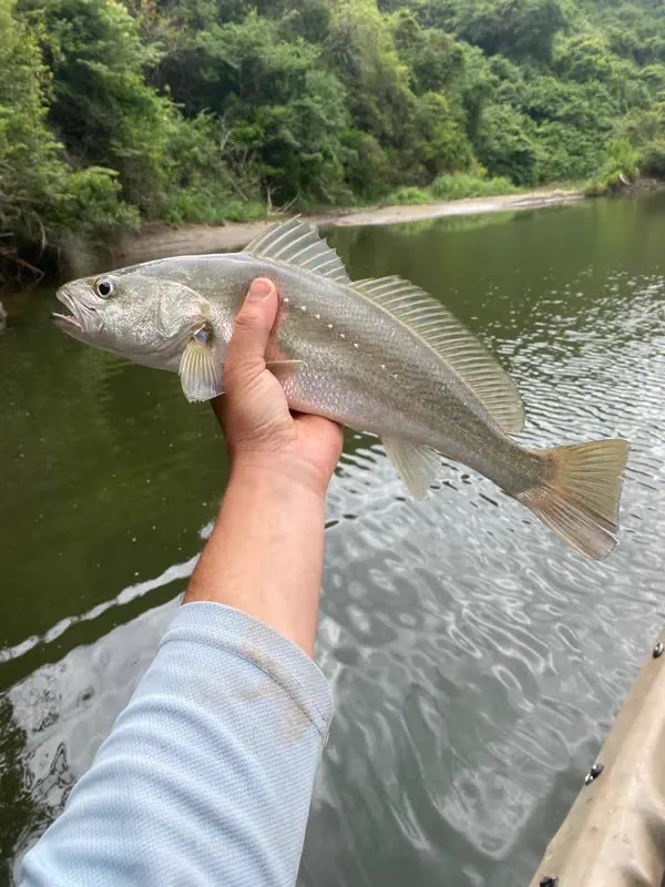 A catch from the river