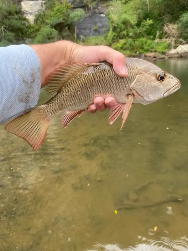A catch in the river shallows