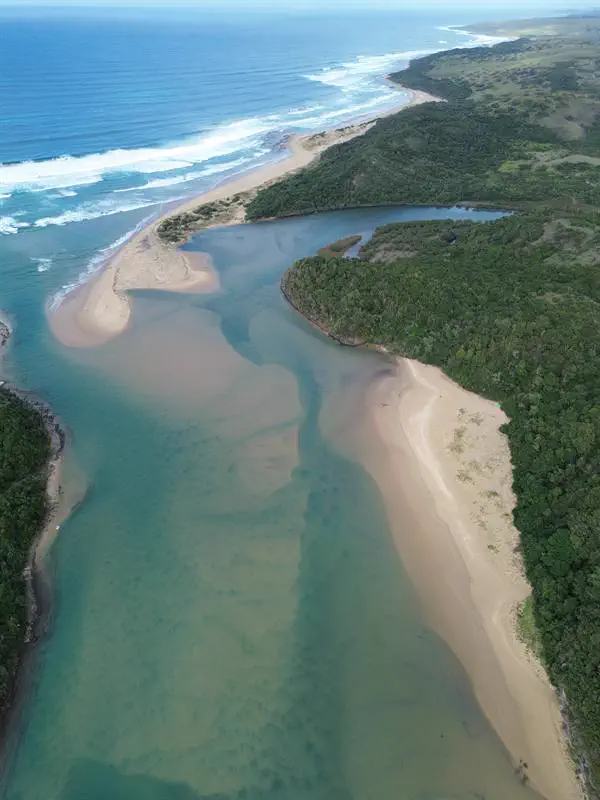 Forest meeting the estuary beach